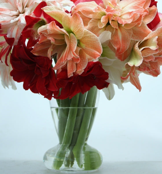 Amaryllis vase with Amaryllis bulb