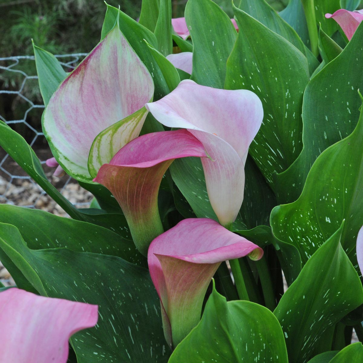Zantedeschia Captain Marrero