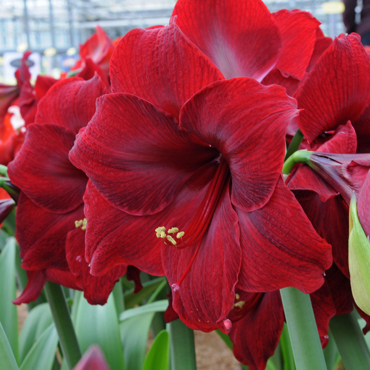 Amaryllis Red Pearl