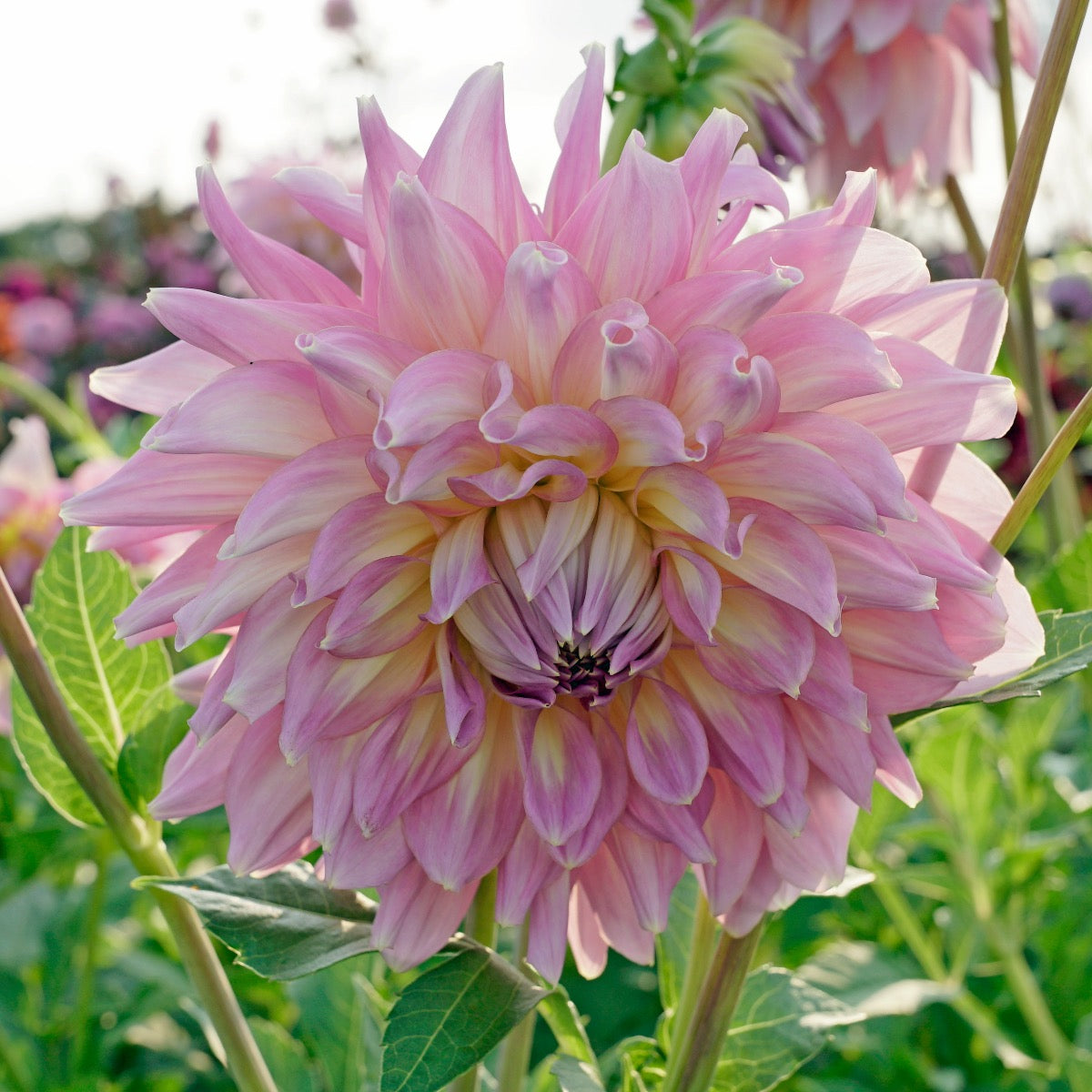 Dahlia Strawberry Ice