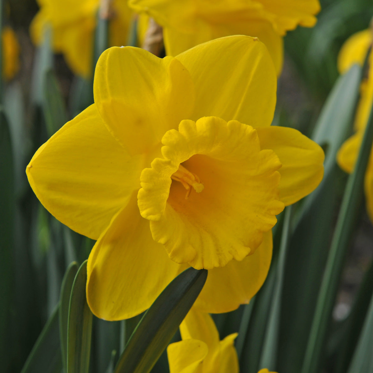 Daffodil Queen Beatrix (Narcissus) Fluwel