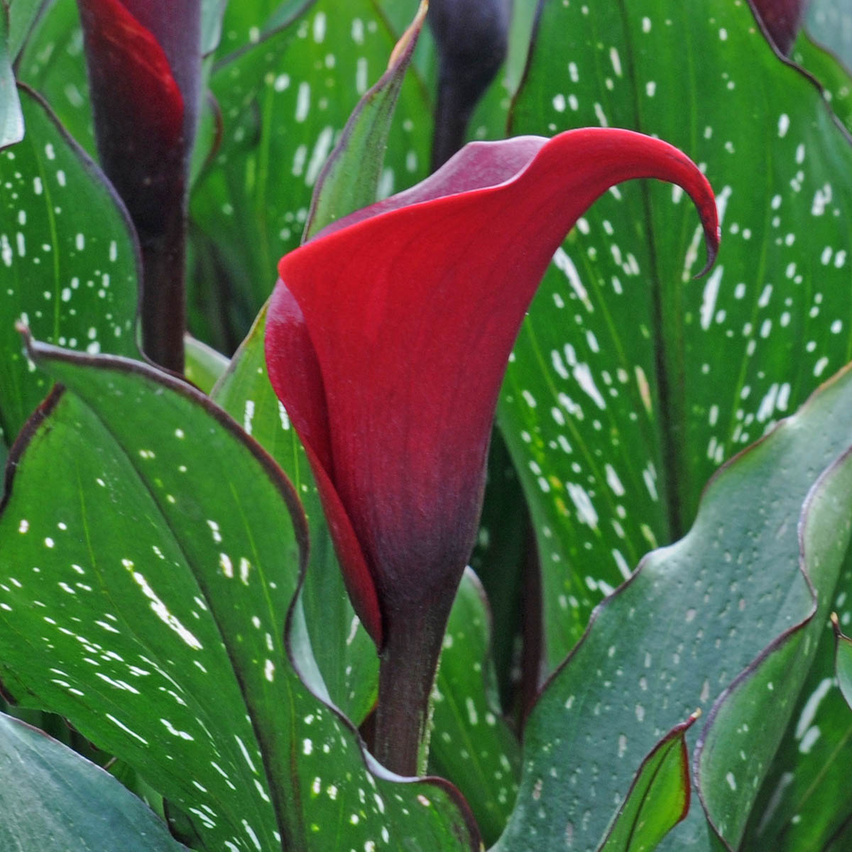 Zantedeschia Red Charm