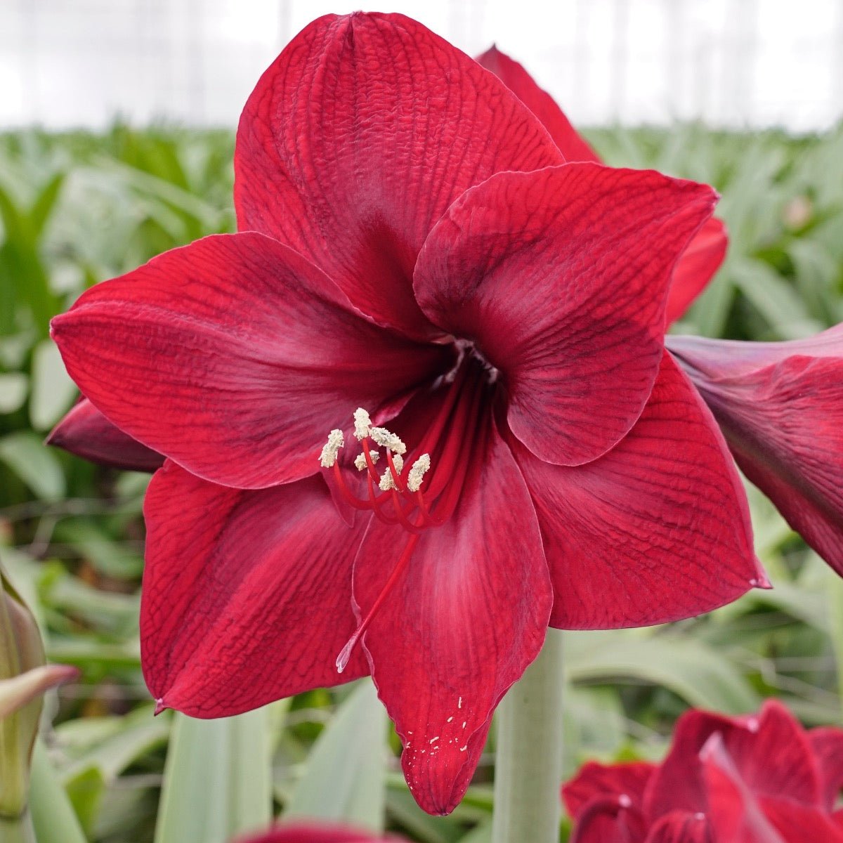 Amaryllis Red Reality - rode amaryllis - Fluwel