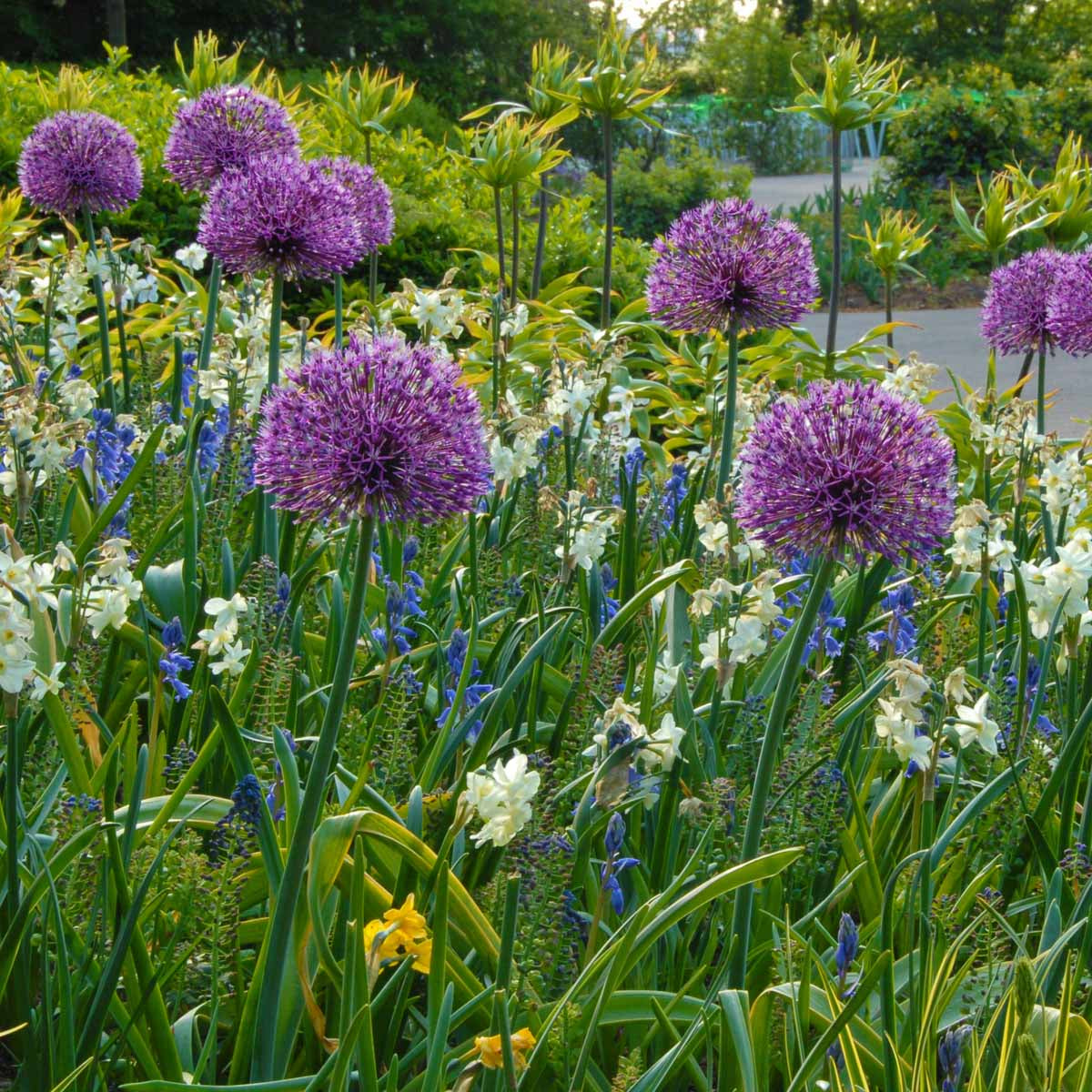 Allium Early Emperor