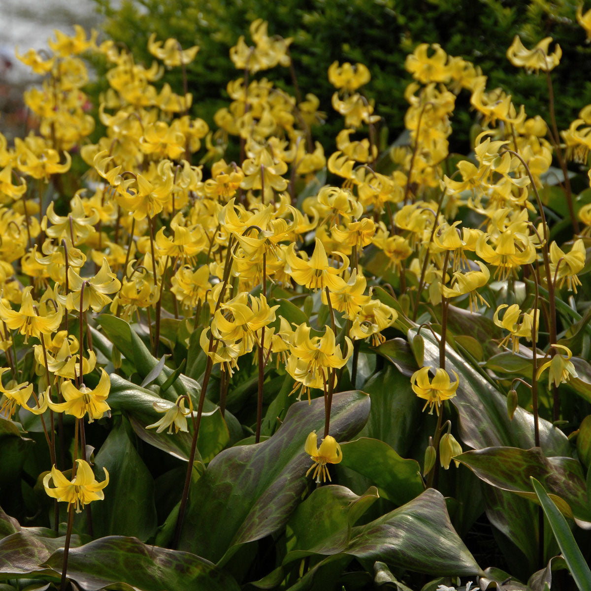 Erythronium Pagoda