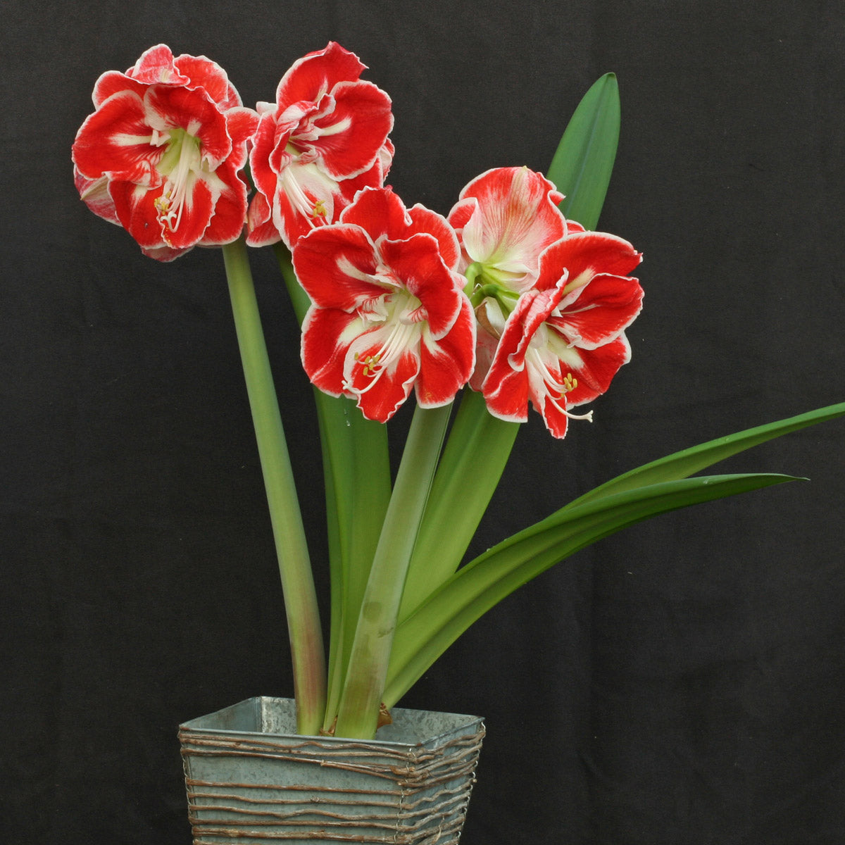 Amaryllis Samba