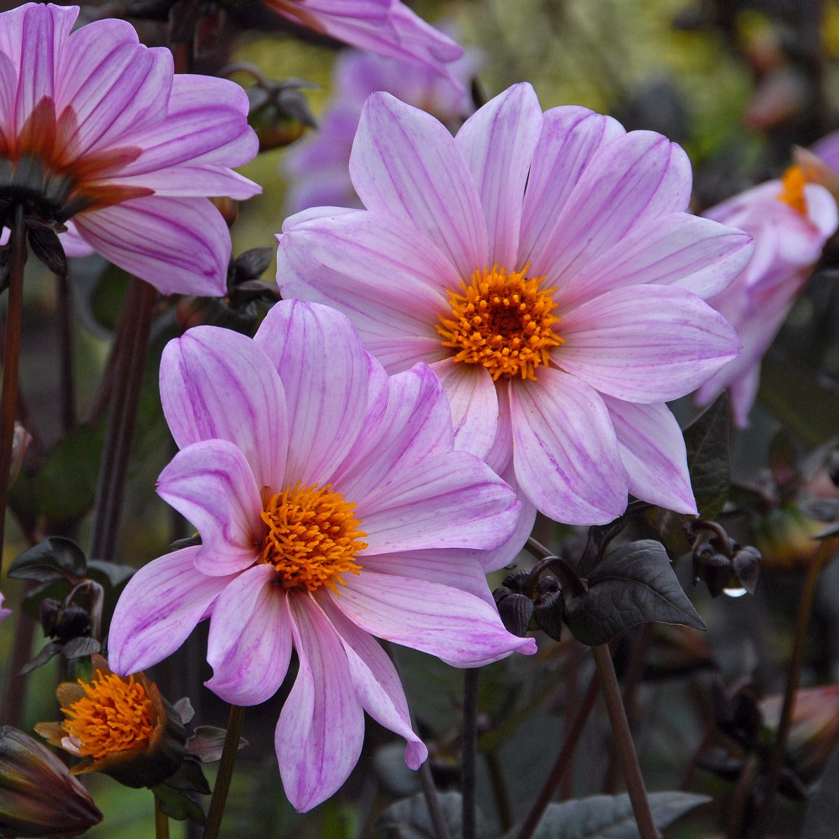 Dahlia Bishop of Leicester