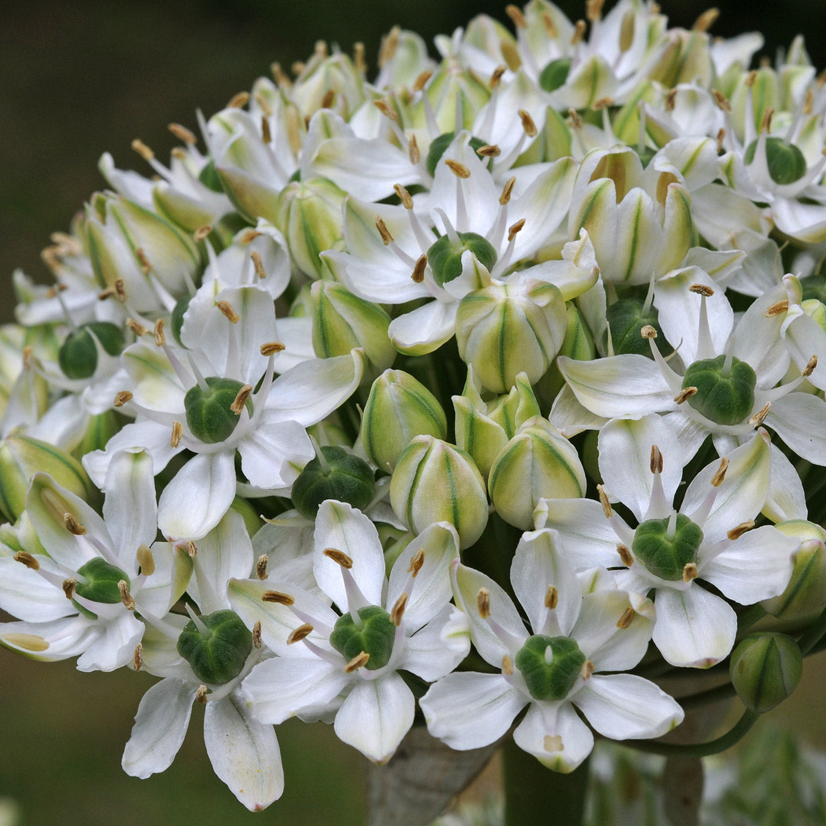 Allium nigrum