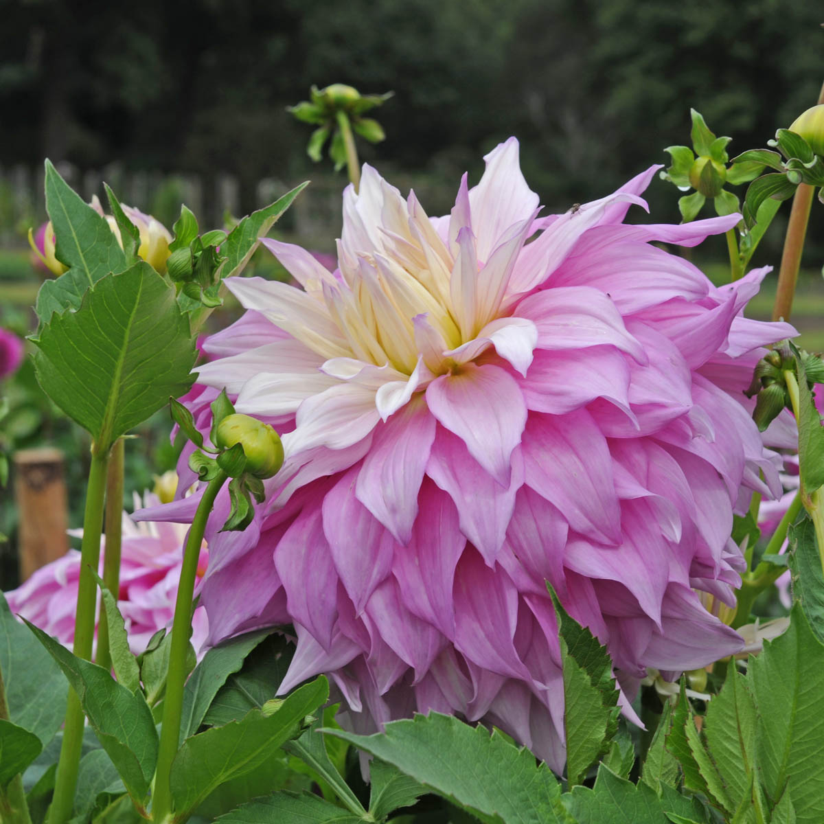 Dahlia Sir Alf Ramsey