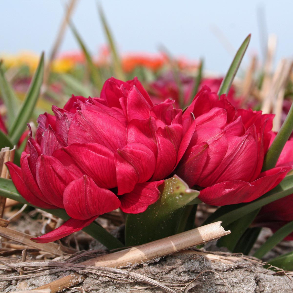 Tulipa humilis Tete a Tete