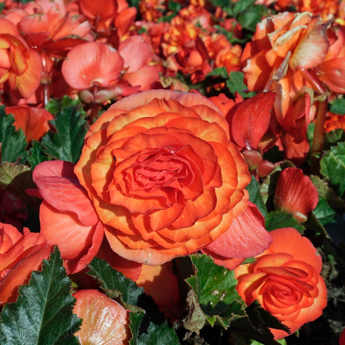 Begonia On Top Sunglow