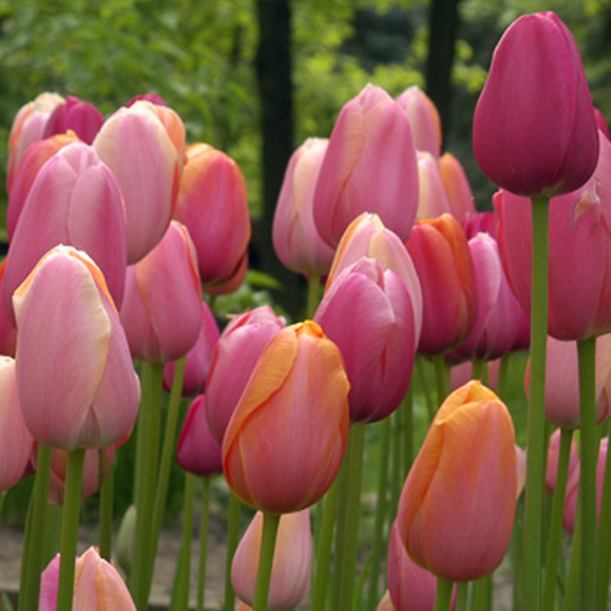 French Blend Rose™ - Mixes - Fluwel