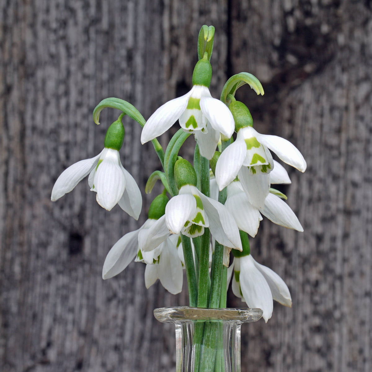 Galanthus Snow Fox - Spring specialty bulbs - Fluwel