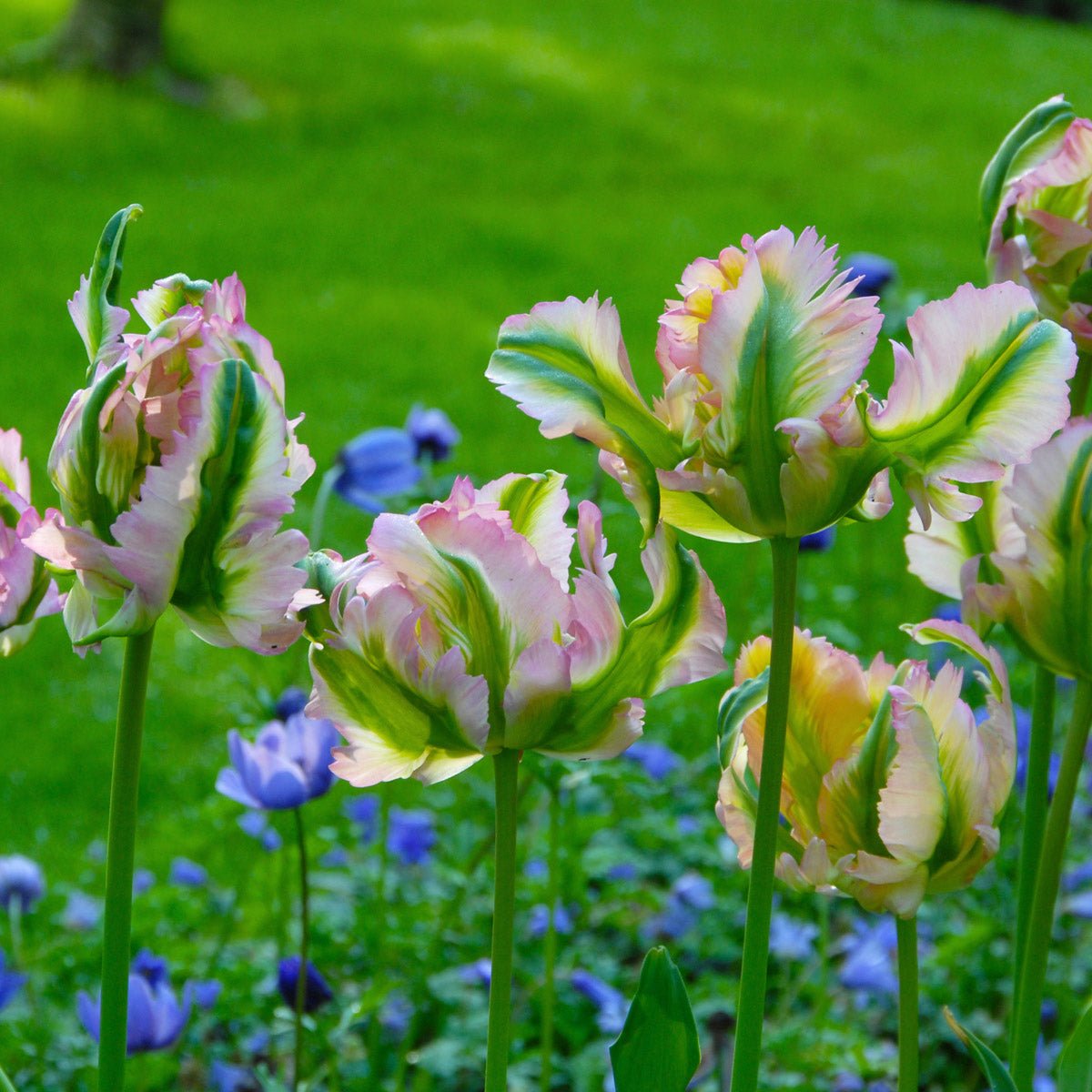 Green Wave - Tulips - Fluwel