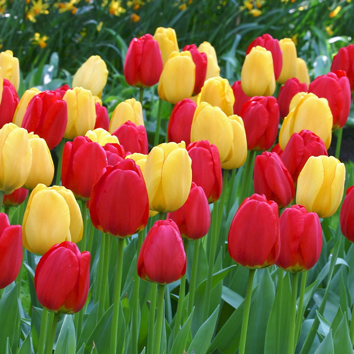 Hot Hot Hot® - Mixes - Fluwel