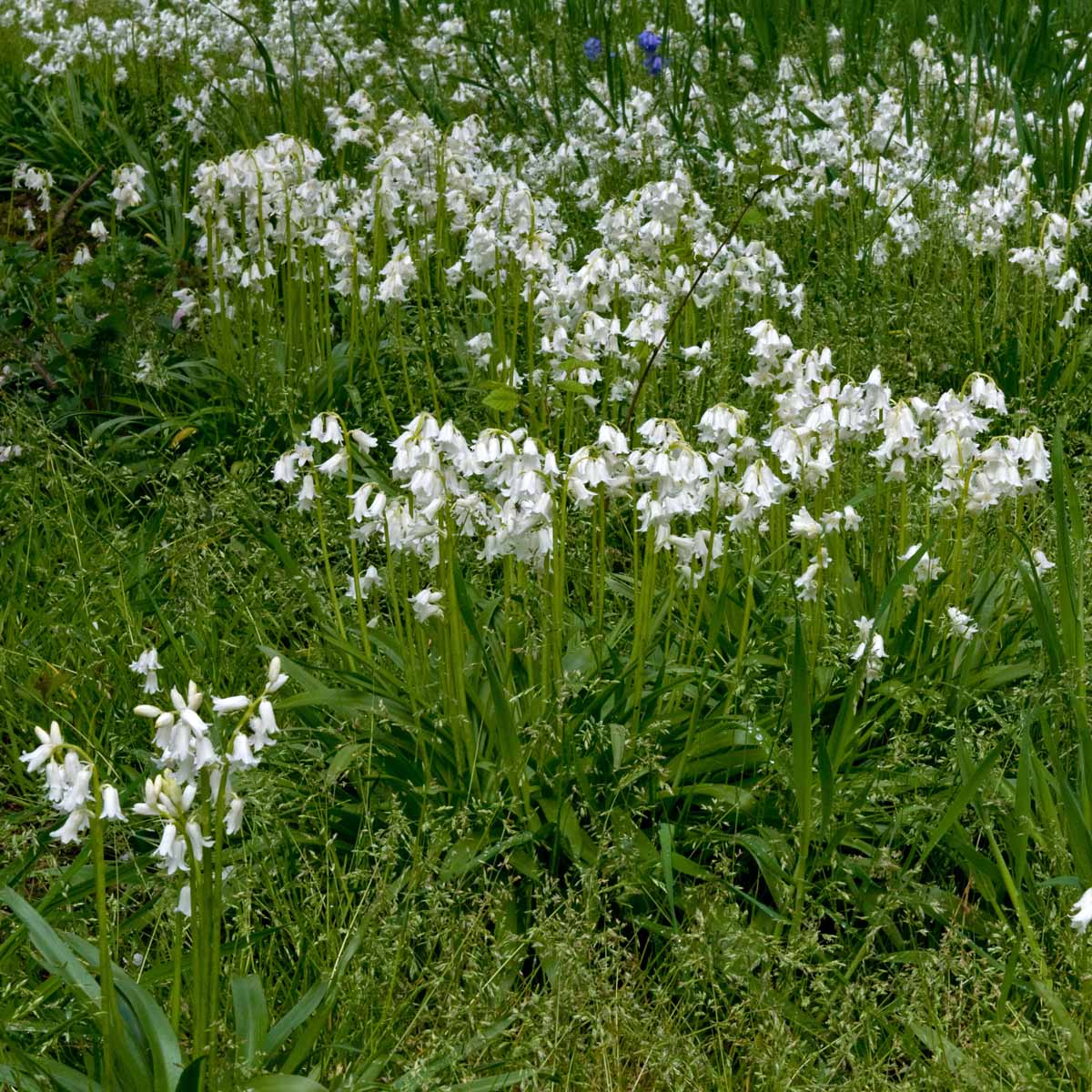 Hyacinthoides hispanica White City - Spring specialty bulbs - Fluwel
