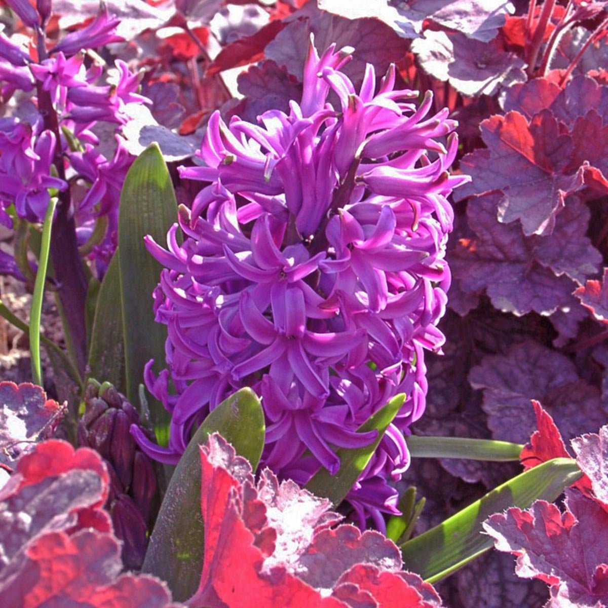 Hyacinthus Purple Sensation - Hyacinths - Fluwel