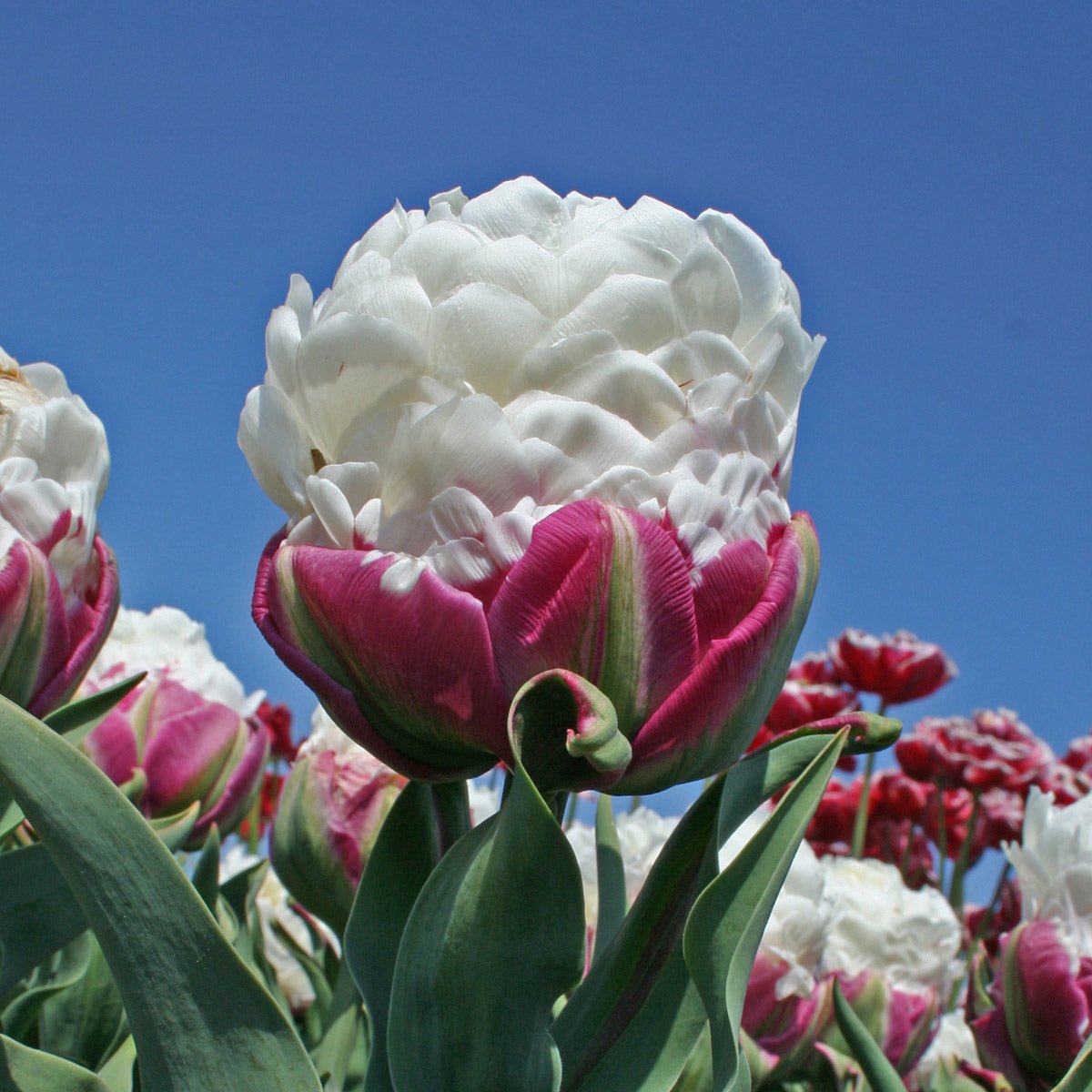 Ice Cream - Tulips - Fluwel