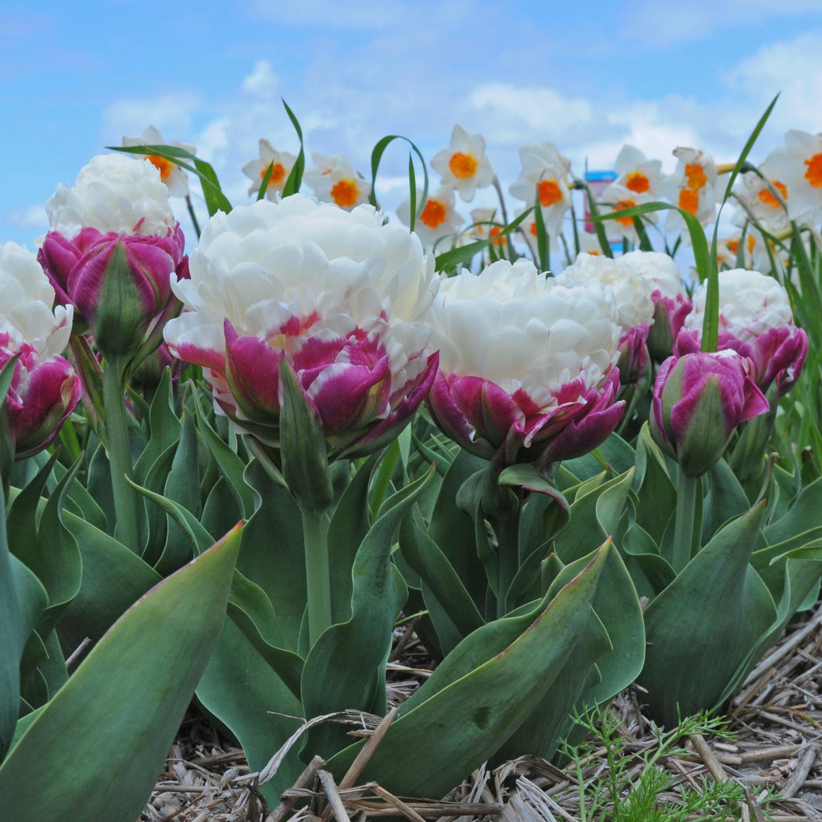 Ice Cream - Tulips - Fluwel