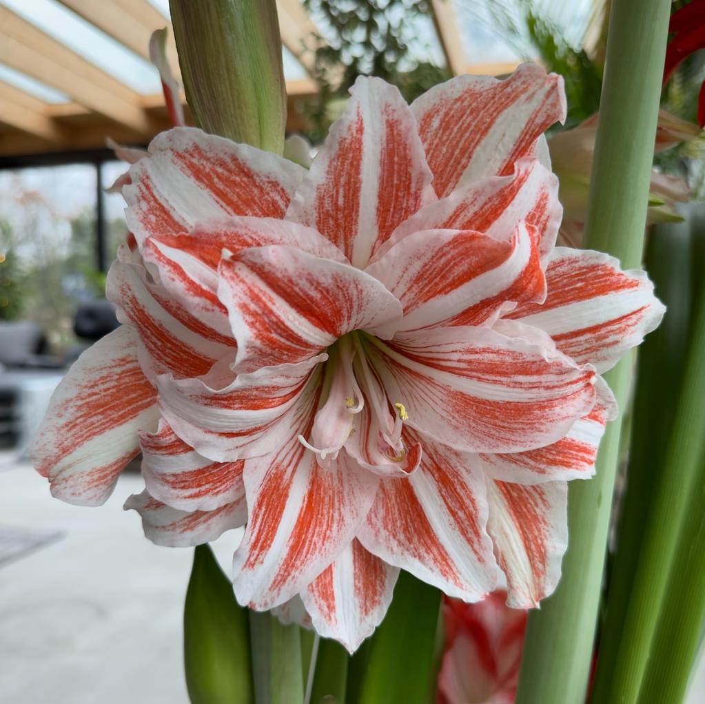 Amaryllis Dancing Queen