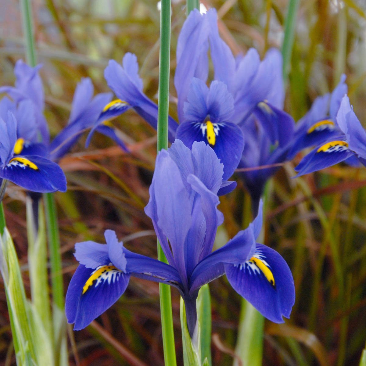 Iris reticulata Harmony - Spring specialty bulbs - Fluwel