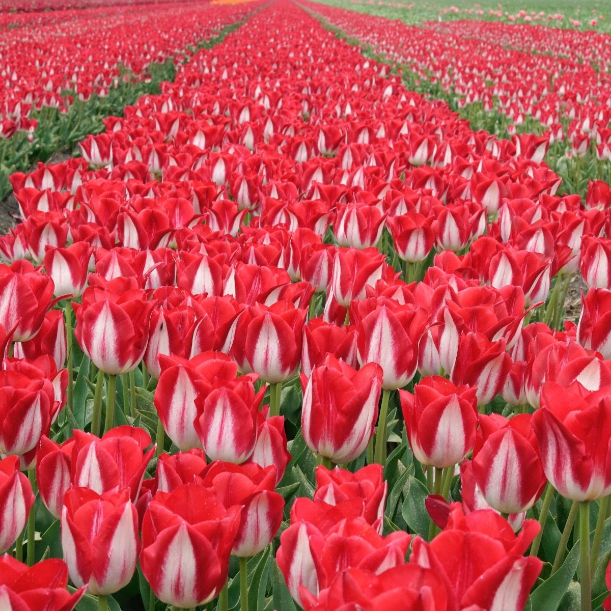 Kissable - Tulips - Fluwel