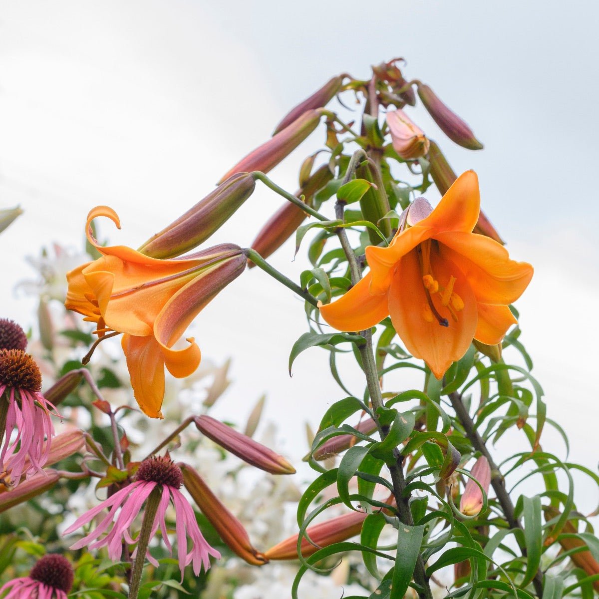 african queen lily flower Buy Lilium 'African Queen' bulbs
