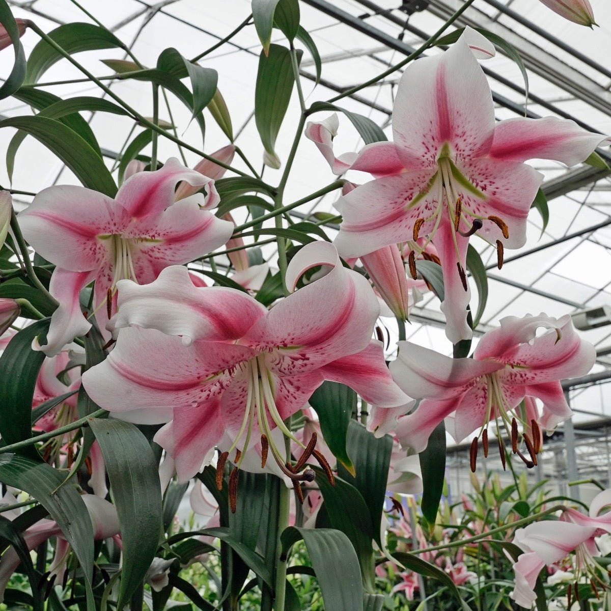 Lilium Anastasia - Lilies - Fluwel