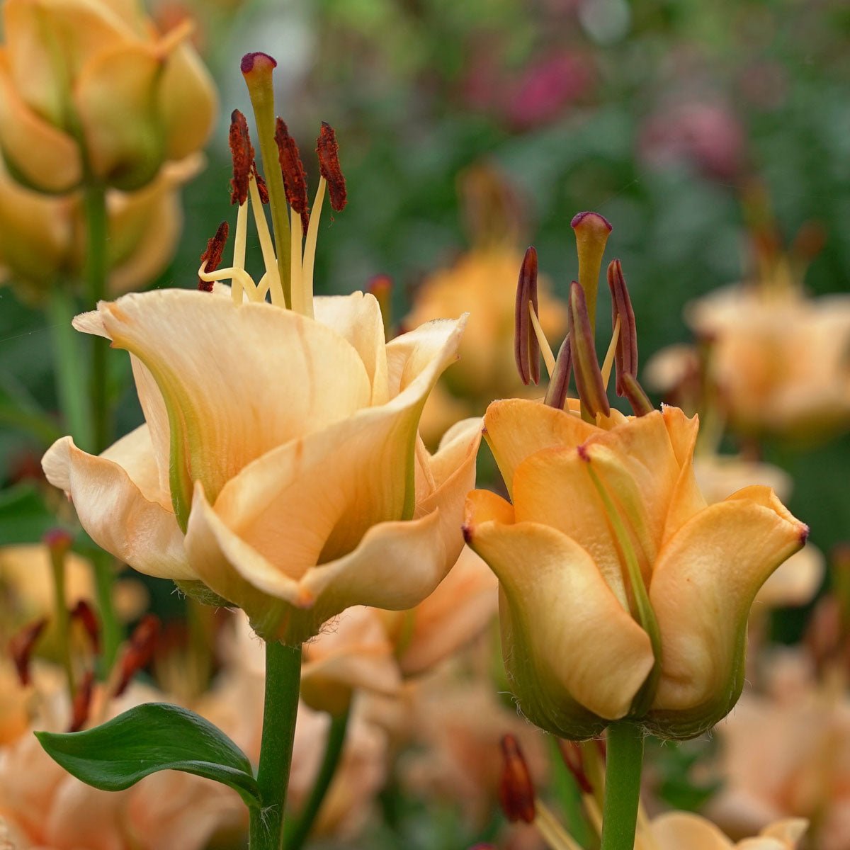 asiatic lily apricot fudge Buy Lilium 'Apricot Fudge' bulbs