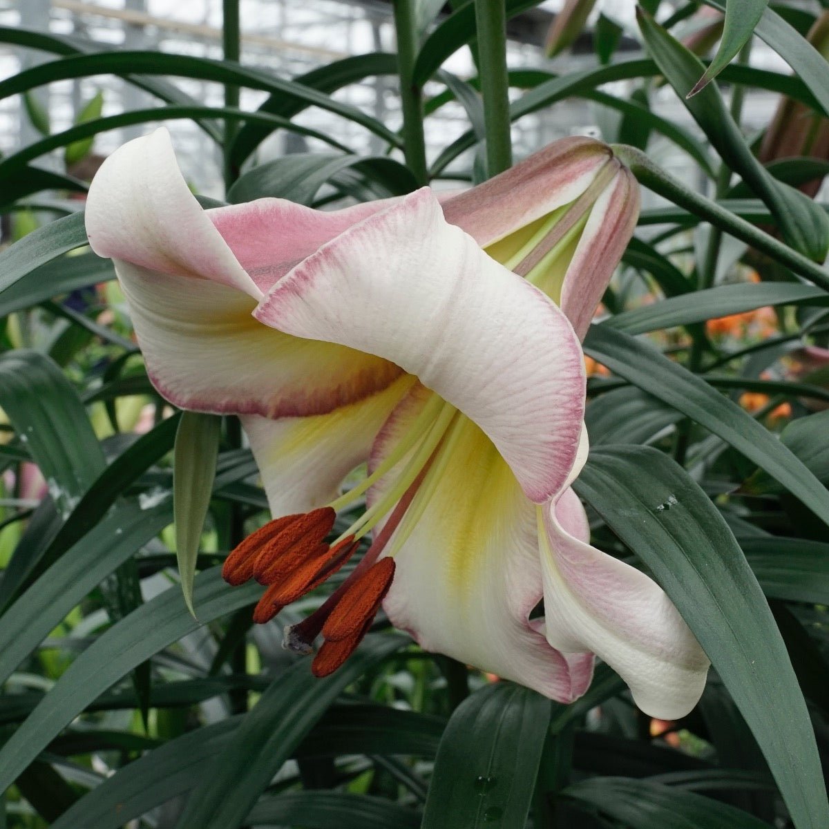 Buy Lilium 'Beijing Moon' bulbs
