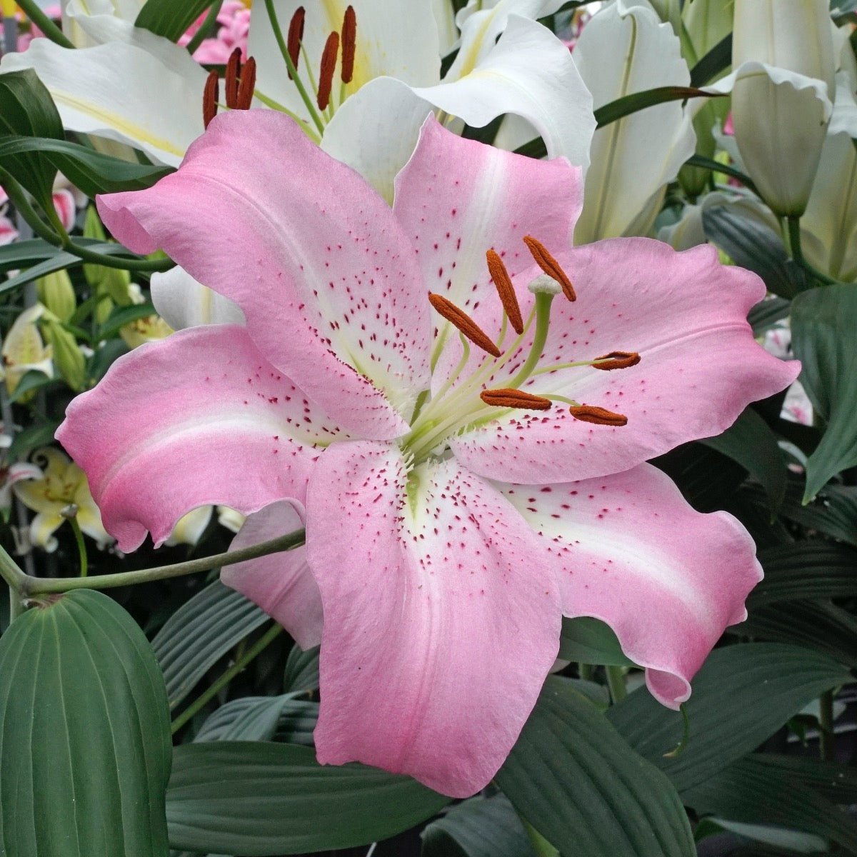 Lilium Josephine - Lilies - Fluwel