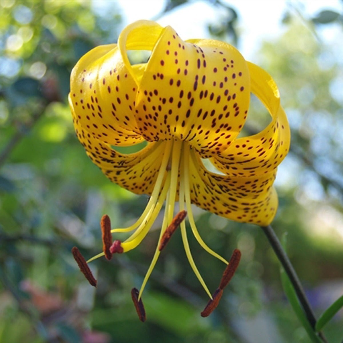 Lilium Leichtlinii - Lilies - Fluwel
