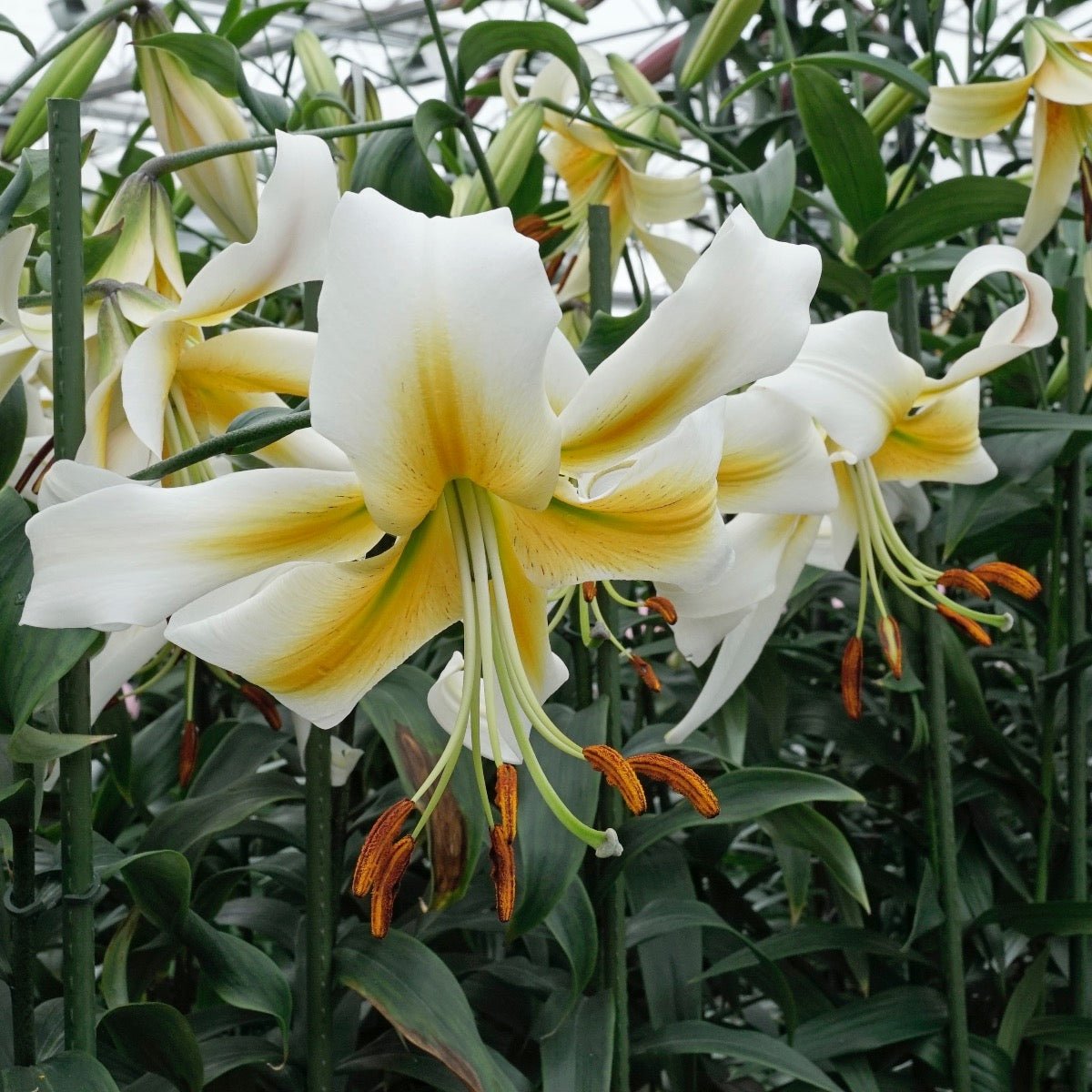 Lilium Mister Pistache - Lilies - Fluwel