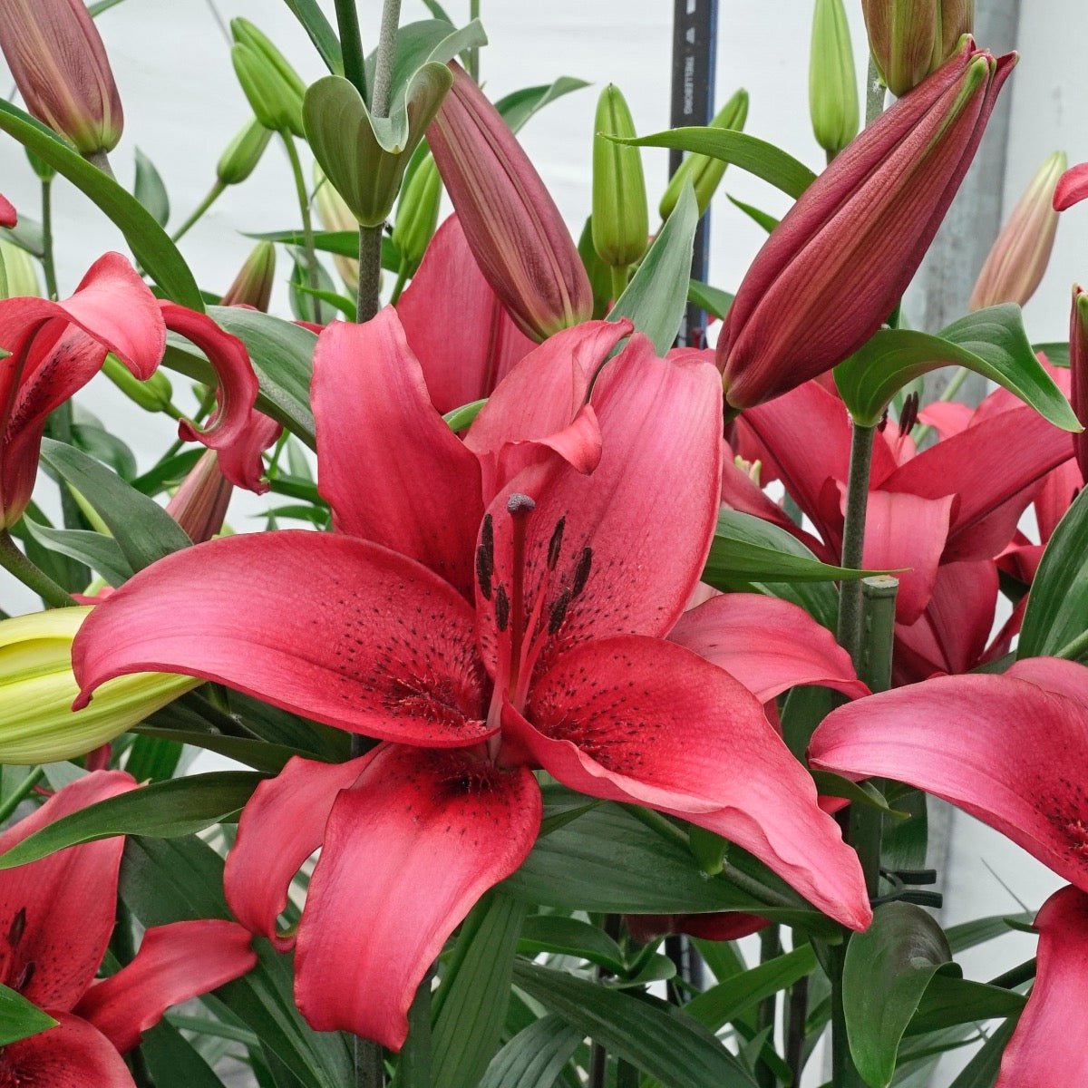 november lily flower Buy Lilium 'November Rain' (OAO) bulbs