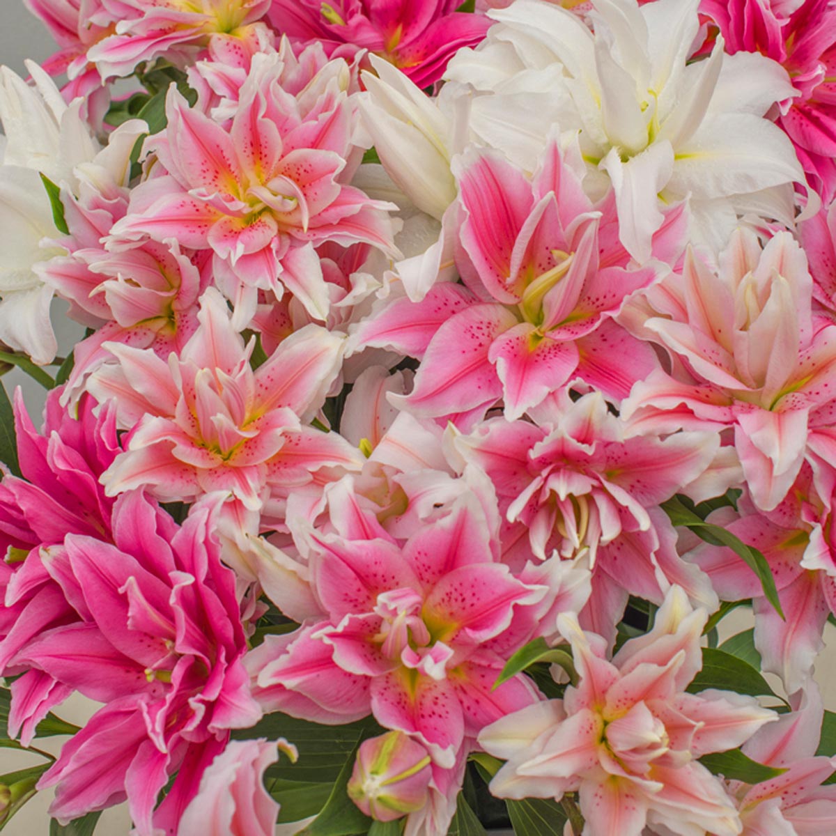 Lilium Roselily mixture - Mixes - Fluwel
