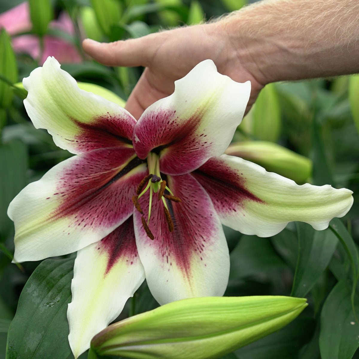 zebra lily flower Buy Lilium Zeba bulbs