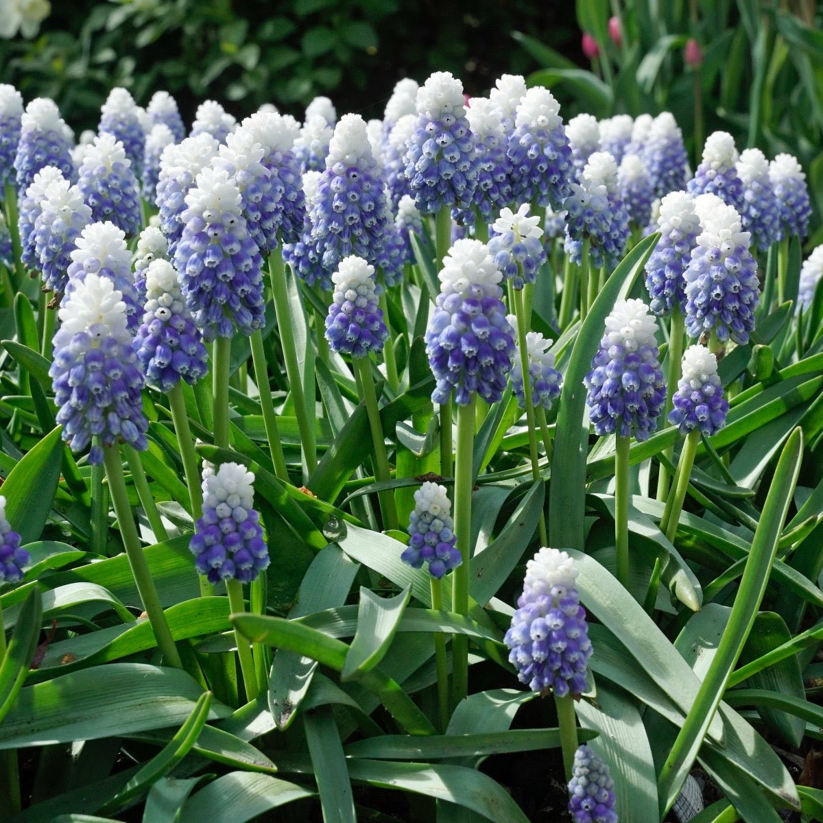 Muscari Mountain Lady - Spring specialty bulbs - Fluwel