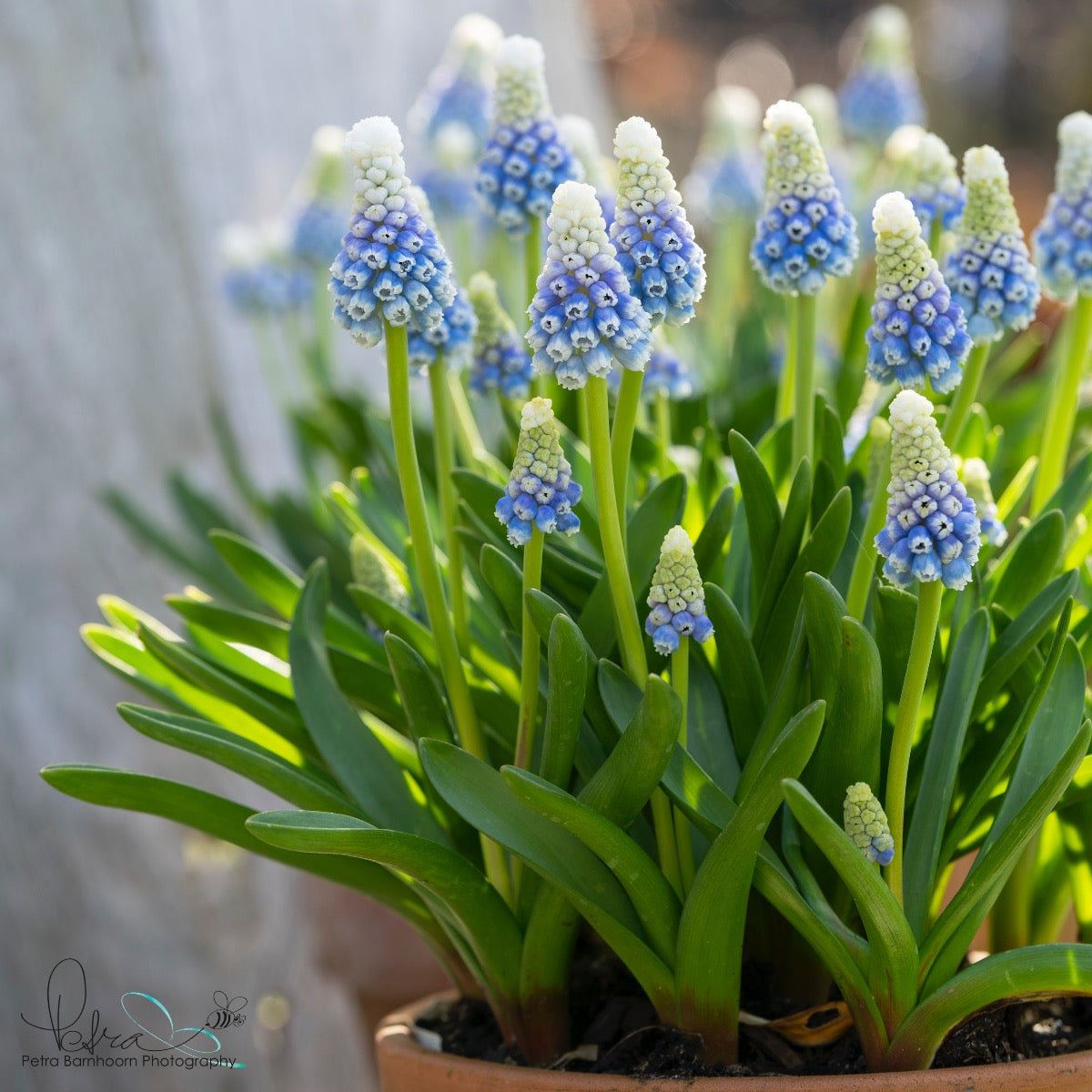 Muscari Mountain Lady - Spring specialty bulbs - Fluwel