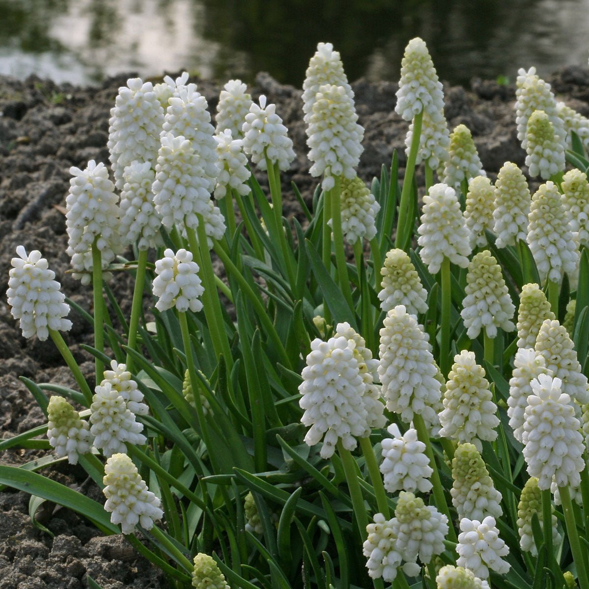 Muscari White Magic - Spring specialty bulbs - Fluwel