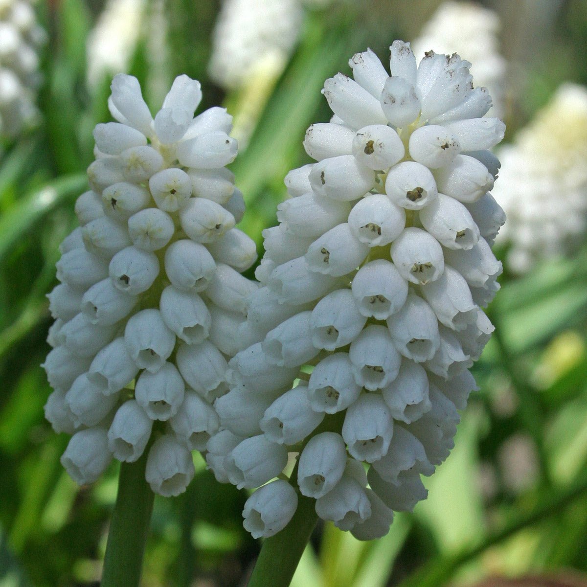 Muscari White Magic - Spring specialty bulbs - Fluwel
