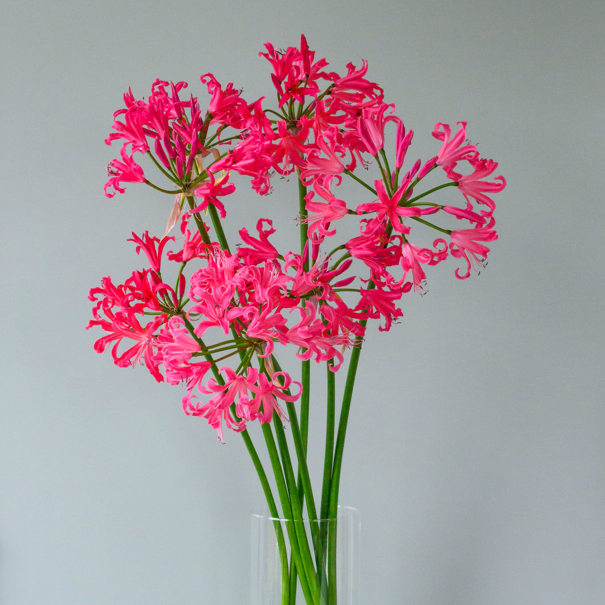 Nerine Pearls of Cherry - Nerines - Fluwel