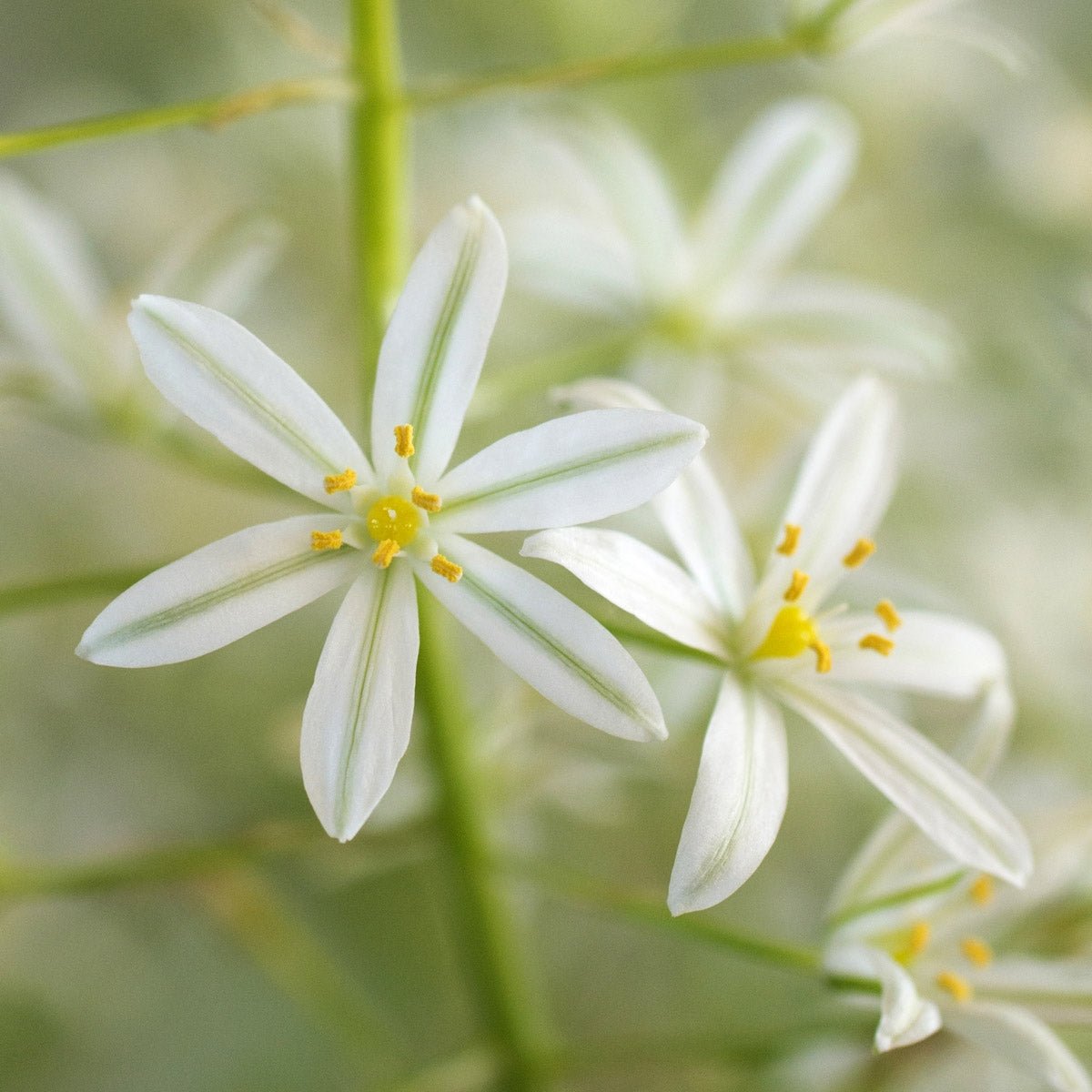 Ornithogalum ponticum Sochi - Spring specialty bulbs - Fluwel