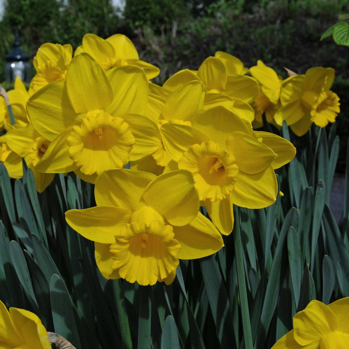 Queen Beatrix - Narcissus - Fluwel