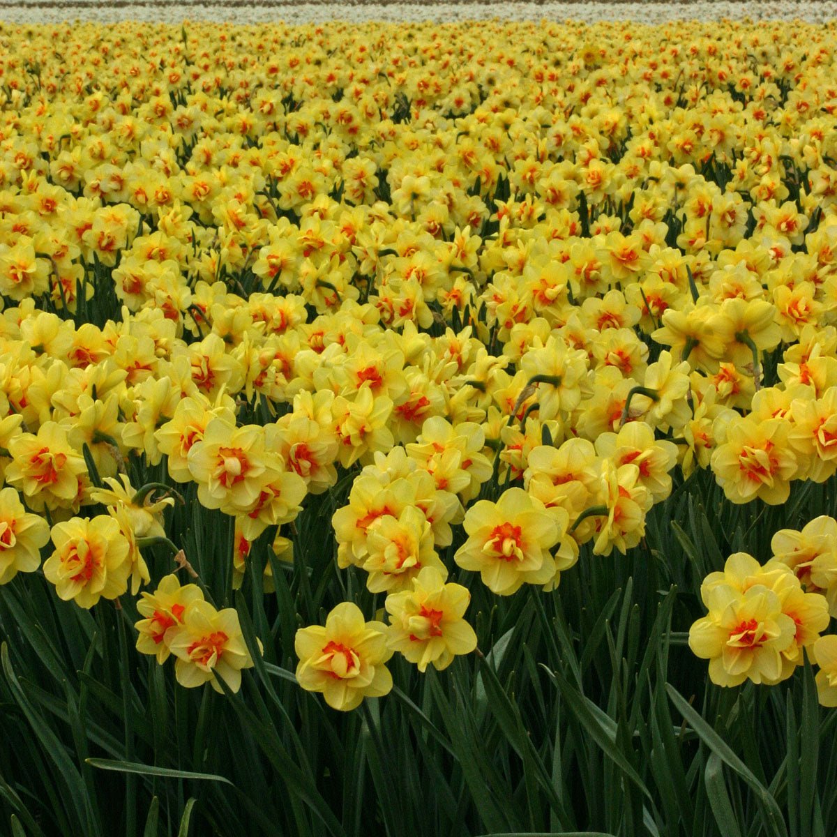 Tahiti - Narcissus - Fluwel