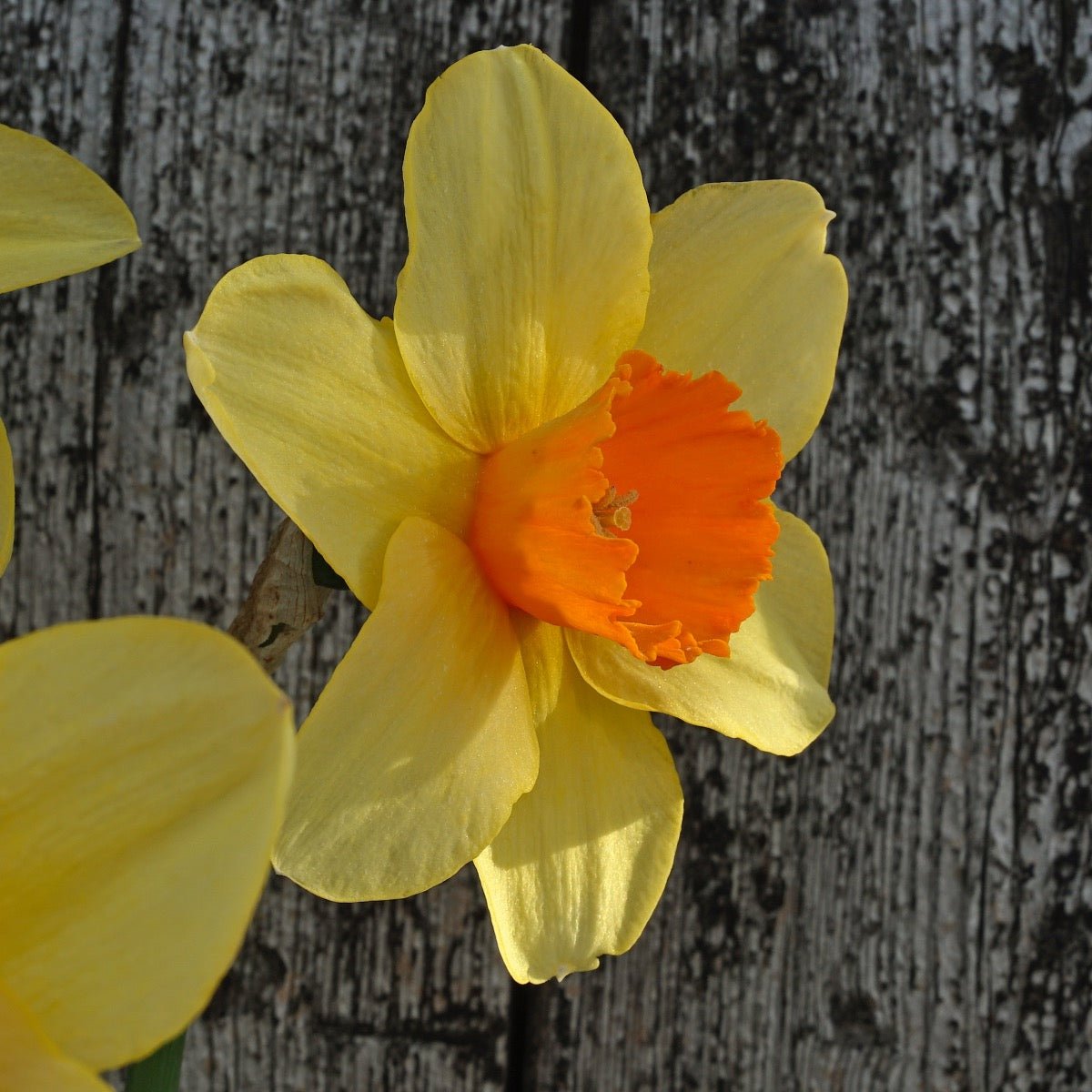 Texel Sun - Narcissus - Fluwel