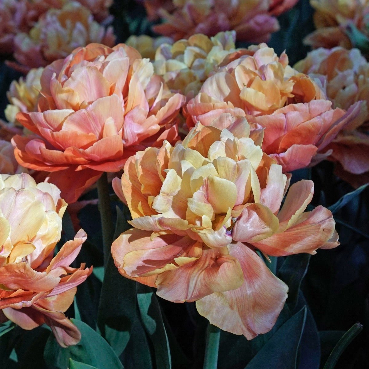 Valdivia - Tulips - Fluwel