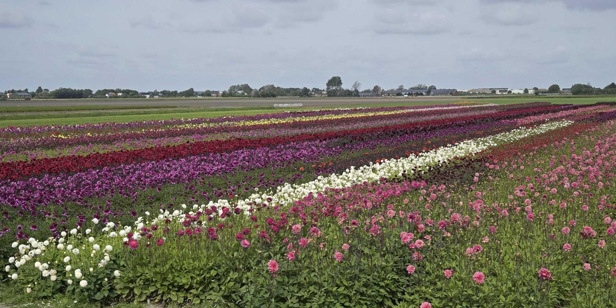 De Dahlia