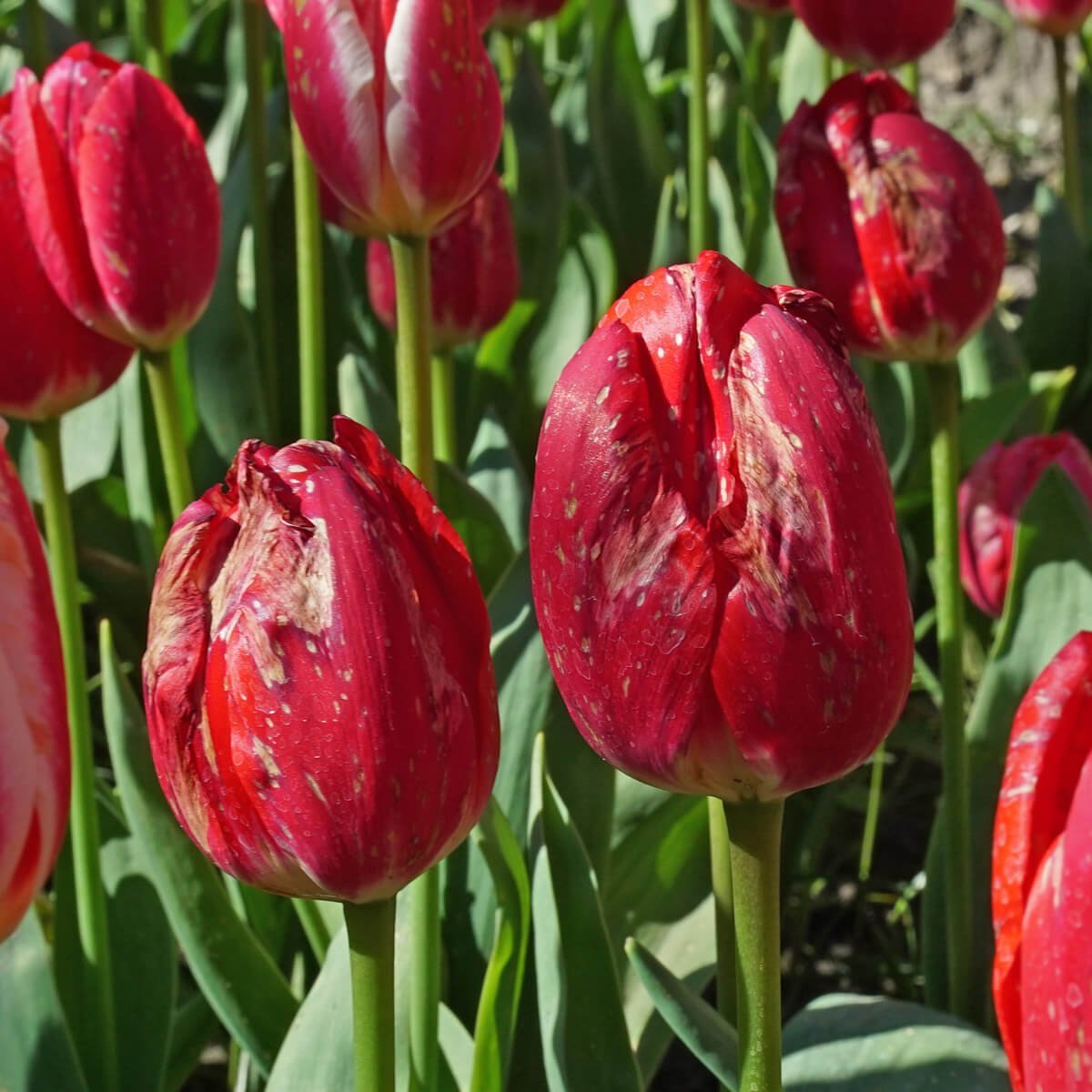 Vuur in Tulpen