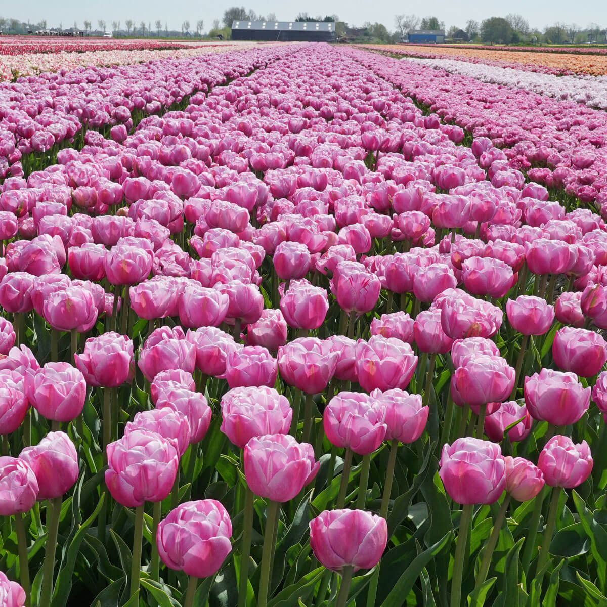Koeienlucht met een vleugje Tulp