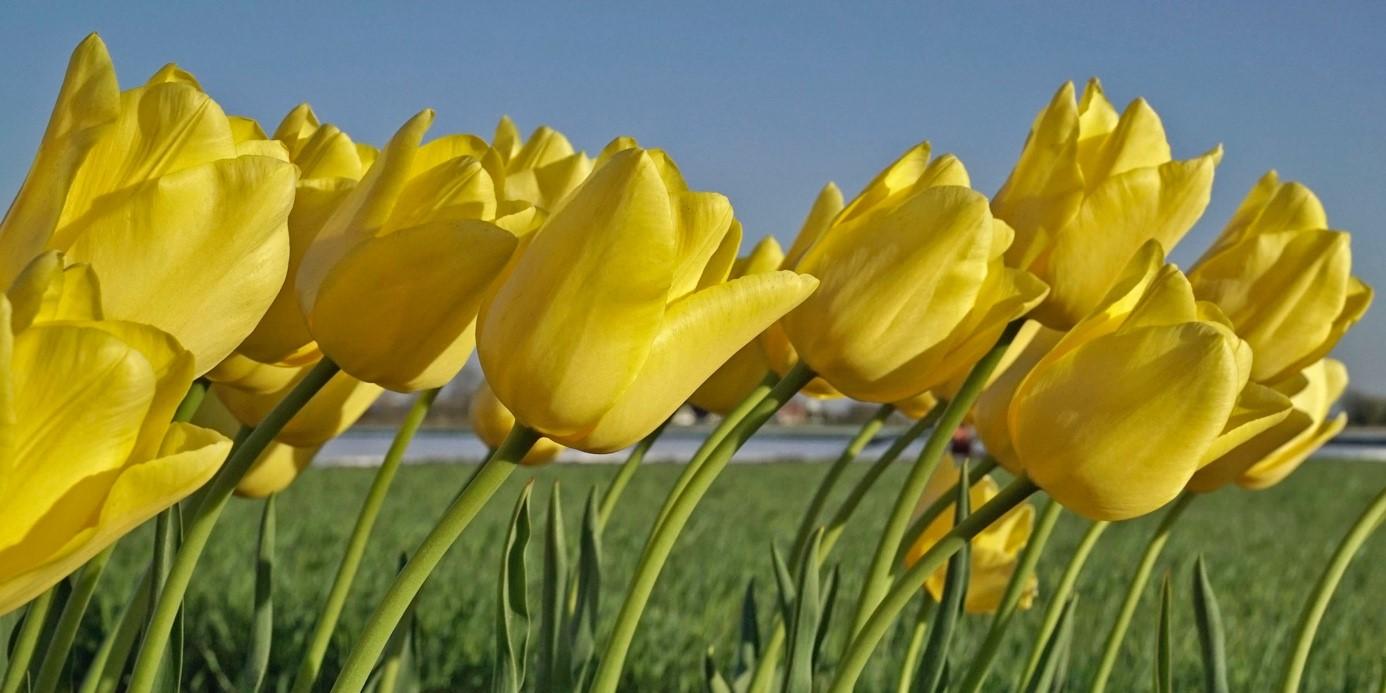 The use of chemicals in flower bulbs